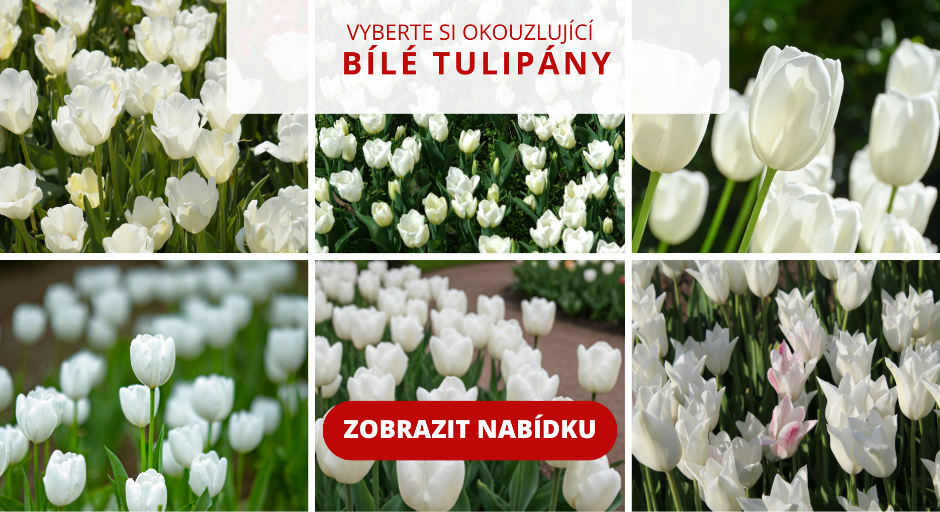 banner bílé tulipány